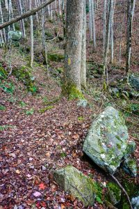 Yellow Blaze and Boulder Beside Bluff Mountain Loop Trail