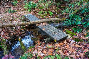 Tree Down on Bridge Along Betty Place Trail