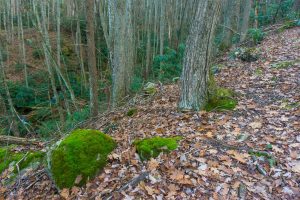 Cove and Mossy Rock on the Betty Place Trail