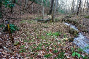 Junction of Bluff Mountain Loop and Betty Place Trails