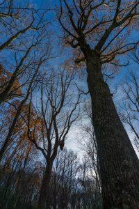 Large Trees on the Bluff Mountain Loop Trail