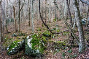 Mossy Rocks Beside Bluff Mountain Loop Trail