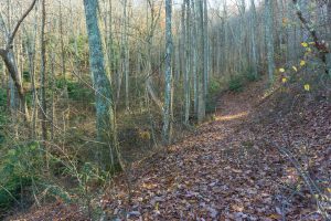 Bluff Mountain Loop Trail on Old Road