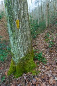 A Skirt of Moss on the Betty Place Trail