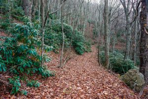 Bluff Mountain Loop Trail Through Rhododendron