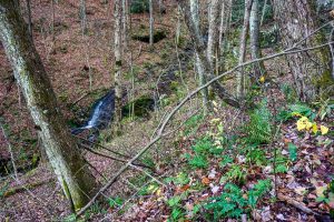 Tributary Cascade on Bluff Mountain Loop Trail