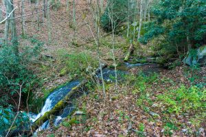 Bluff Mountain Loop Trail Crossing West Fork Shut-In Creek