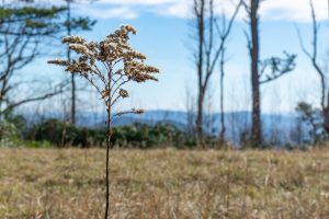 Goldenrod Seedhead