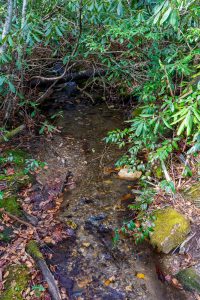 Curtis Creek Headwaters