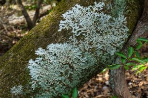 Lichen and Moss On Tree Trunk