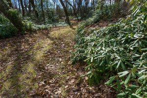 Late Autumn Light on Rhododendron