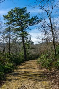 Canted Pitch Pine on FS 482B