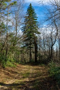 Red Spruce along FS 482B