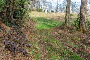 Second Wildlife Meadow on FS 482B