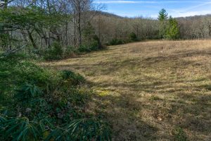 Edge of Wildlife Meadow