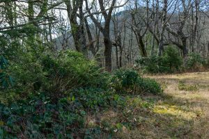 Galax In the Wildlife Meadow