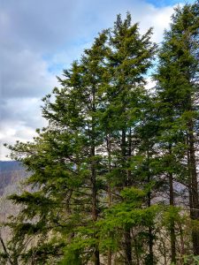 Carolina Hemlock