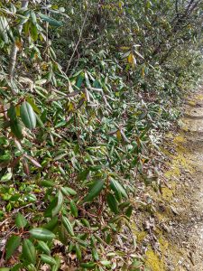 Carolina Rhododendron