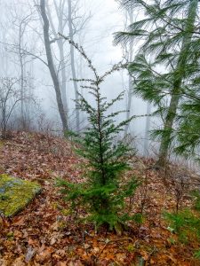 Carolina Hemlock on Bearwallow Mountain