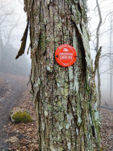 Fancy Blaze on the Wildcat Rock Trail