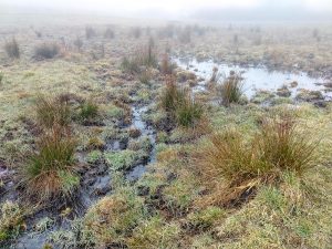 Bog Beside the Wildcat Rock Trail