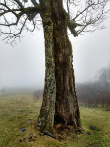 Hollow Tree on the Wildcat Rock Trail