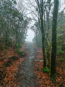 Top of the Wildcat Rock Trail