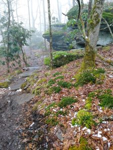 Moss and Rock Outcrop on the Wildcat Rock Trail