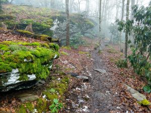 Moss Covered Rocks on Bearwallow Mountain