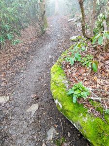 Ledge of Moss on the Wildcat Rock Trail