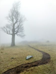 Tree In Fog