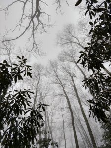 Trees In Fog