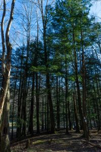 Eastern Hemlock Grove in Black Mountain Campground