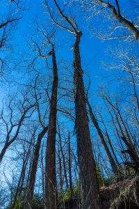 Shagbark Hickory on Devils Den Nature Trail