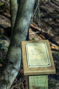 Striped Maple on the Devils Den Nature Trail