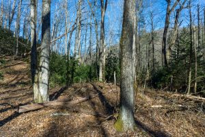 Bottomland on the River Loop Trail