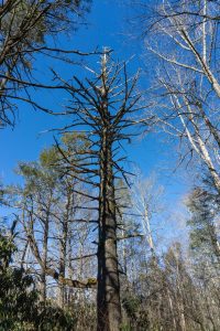 Dead Hemlock on the River Loop Trail