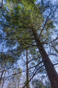 Living Hemlock on River Loop Trail