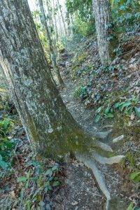 Sidehill Section of River Loop Trail