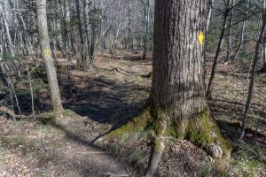 River Loop Trail in Big Trees