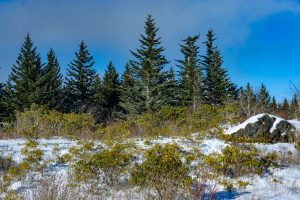 Clearing Beside the Blue Ridge Parkway in Snow