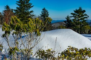 Curled Rhododendron Leaves and Snow