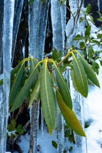 Rhododendron on Ice
