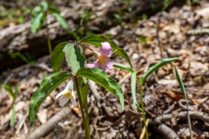 Catesby's Trillium on the Chinquapin Mountain Trail
