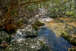 East Fork Overflow Creek Tributary