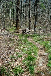 Grassy Trail on Chinquapin Mountain