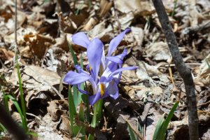Native Iris on the Chinquapin Mountain Trail
