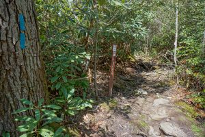 Chinquapin Mountain Trail Junction