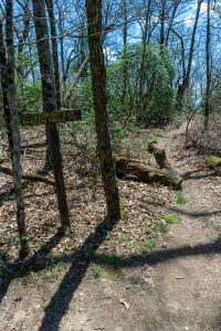 Spur Trail to Lookout 3 on Chinquapin Mountain