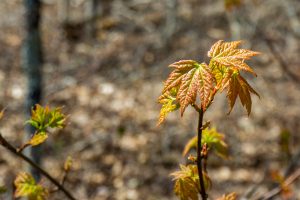 Red Maple Leaves in Early Spring